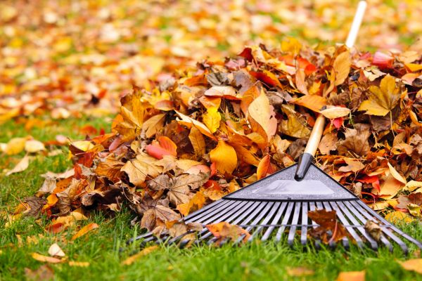 Cost of Leaves Removal in Norwalk