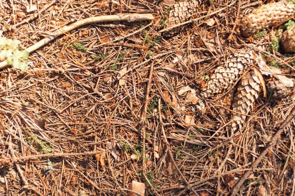 Cost of Pine Needles Removal in Norwalk