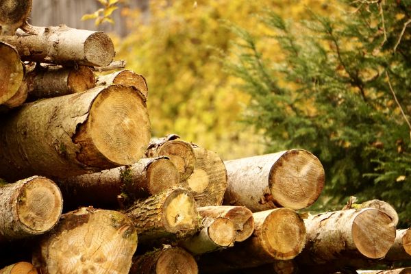 Wood Pile Removal in Norwalk