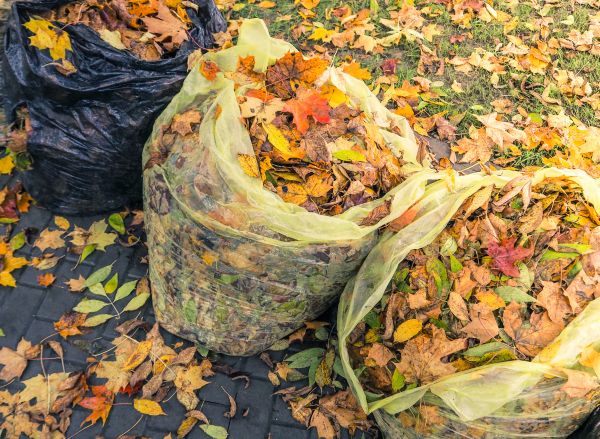 Yard Cleanup Service in Norwalk
