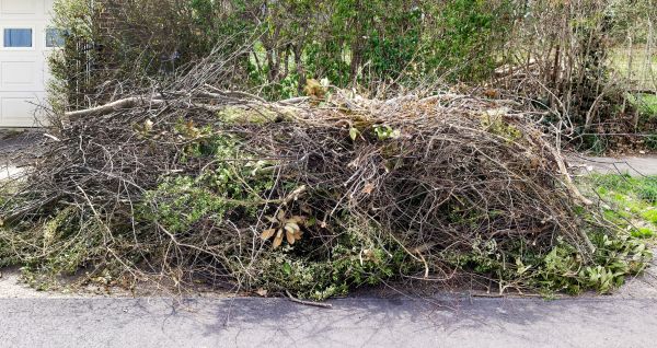 Tree Limb Cleanup in Norwalk