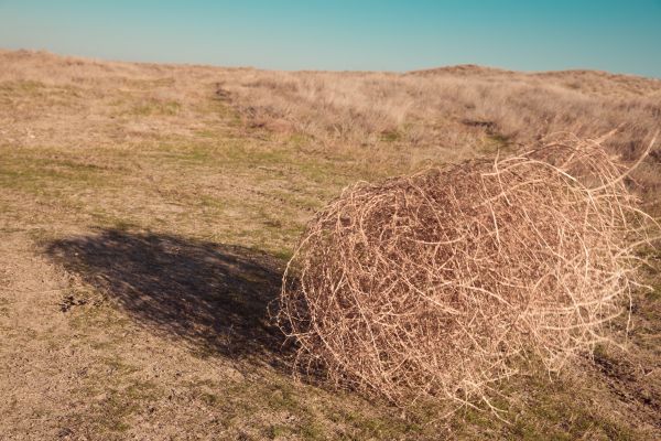 Tumbleweed Removal in Norwalk