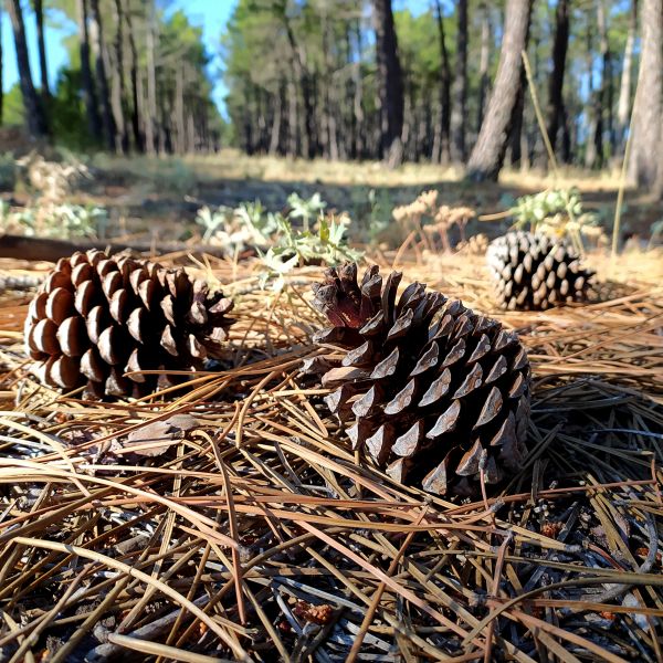Cost of Pine Cone Removal in Norwalk