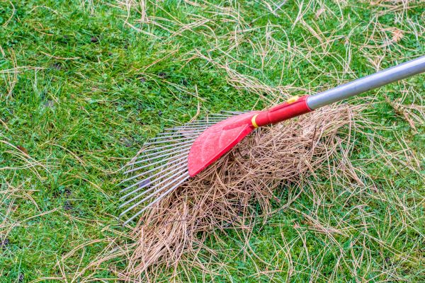 Yard Raking in Norwalk