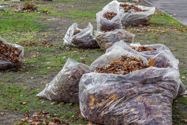 Cost of Leaf Pile Disposal in Norwalk