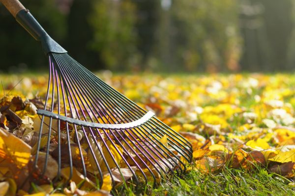 Leaf Removal in Norwalk