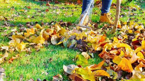 Lawn Cleanup Service in Norwalk