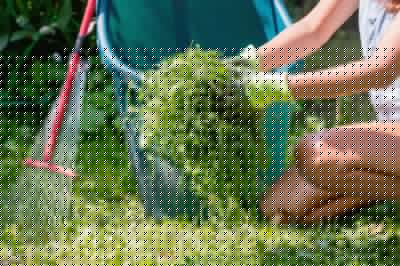 Lawn Cleanup Service