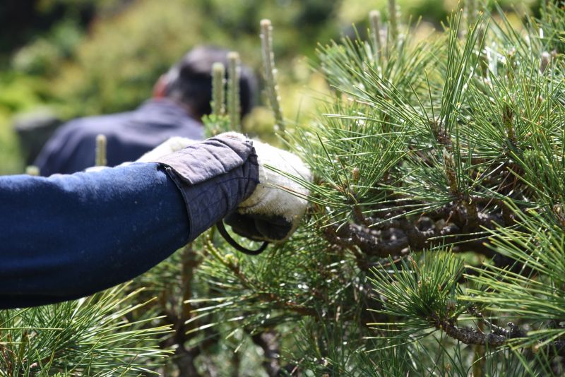 Pine Needle Raking